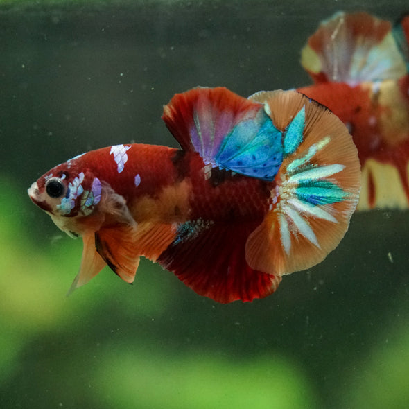 Multicolor/Galaxy Koi Plakat -16 weeks Old