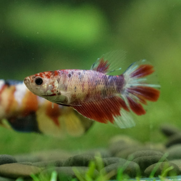 Multicolor/ Galaxy Koi Halfmoon - Female- 13 Weeks Old