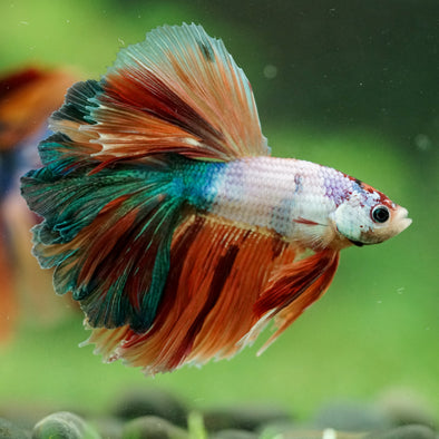 Galaxy/Candy Koi Halfmoon - 14 weeks old