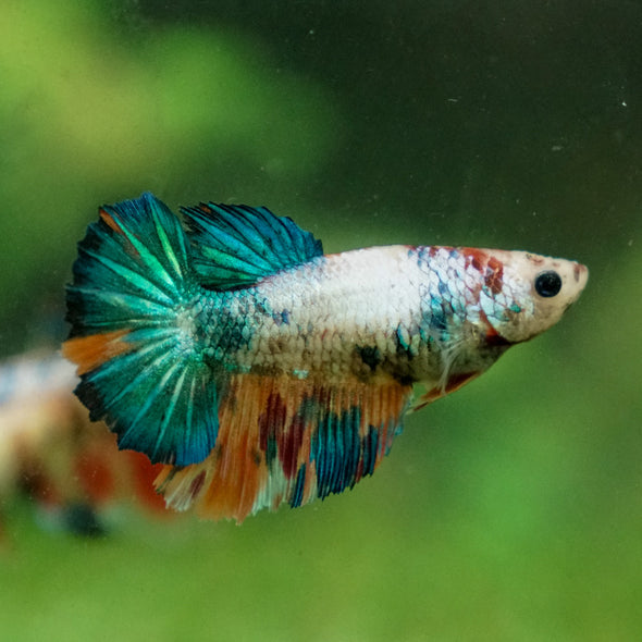 Multicolor/ Galaxy Koi Halfmoon - Female- 13 Weeks Old