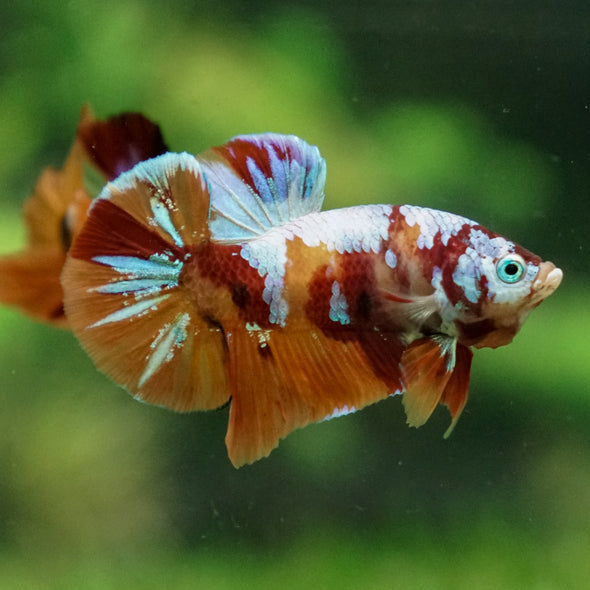 Multicolor/Galaxy Koi Plakat -13 weeks Old