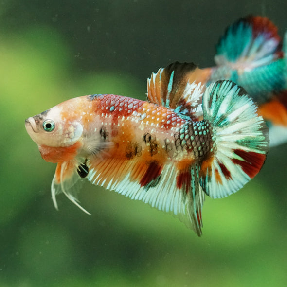 Multicolor/Galaxy Koi Plakat -16 weeks Old