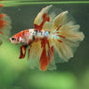 Galaxy/Candy Koi Halfmoon - 14 weeks old