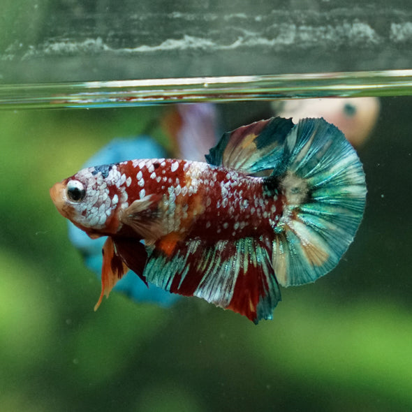 Multicolor/Galaxy Koi Plakat -11 weeks Old