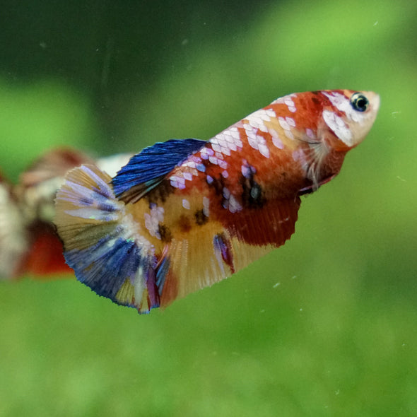 Multicolor/ Galaxy Koi Plakat - Female- 13 Weeks Old