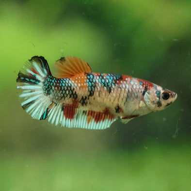 Multicolor/ Galaxy Koi Plakat- Female- 13 Weeks Old