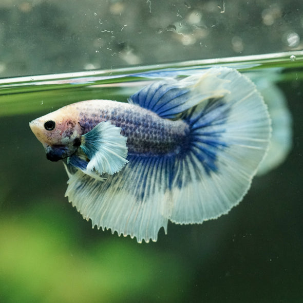 Dumbo Halfmoon - 10 weeks old