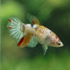 Multicolor/ Galaxy Koi Halfmoon- Female- 13 Weeks Old