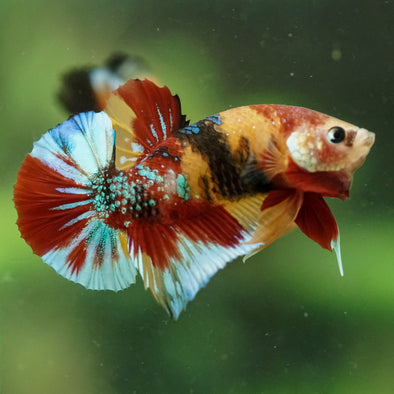 Multicolor/Galaxy Koi Plakat -16 weeks Old