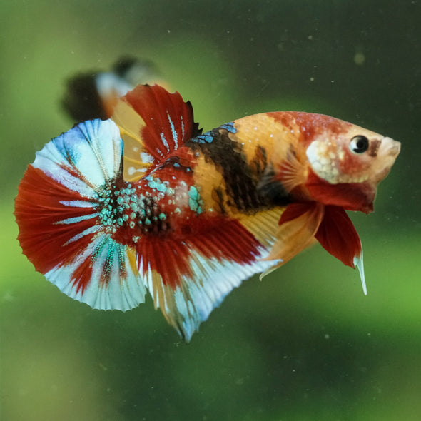 Multicolor/Galaxy Koi Plakat -16 weeks Old