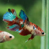 Multicolor/ Galaxy Koi Halfmoon- Female- 13 Weeks Old