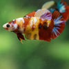 Multicolor/ Galaxy Koi Plakat- Female- 13 Weeks Old