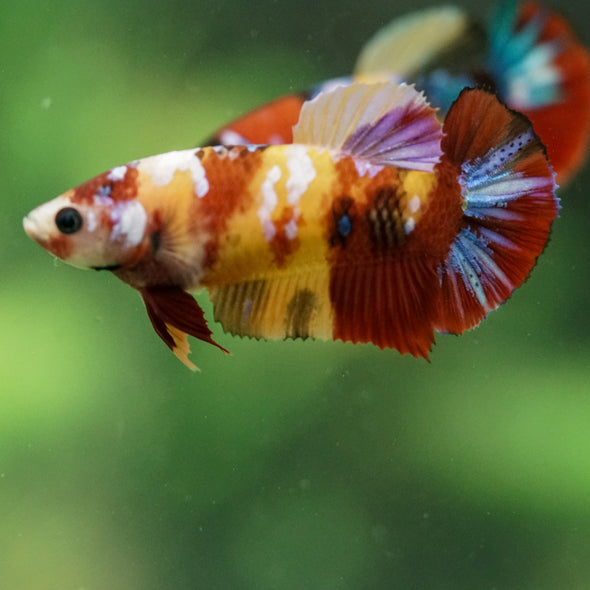 Multicolor/ Galaxy Koi Plakat- Female- 13 Weeks Old