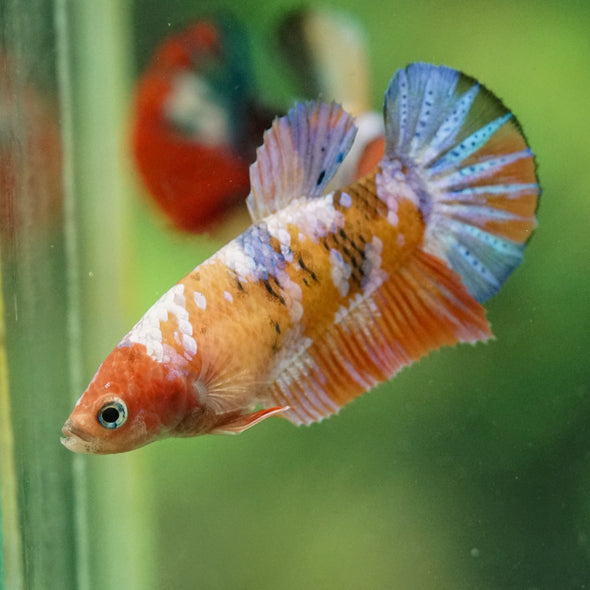 Multicolor/ Galaxy Koi Plakat- Female- 13 Weeks Old