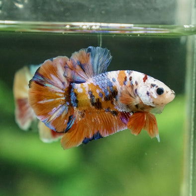 Multicolor/Galaxy Koi Plakat -13 weeks Old