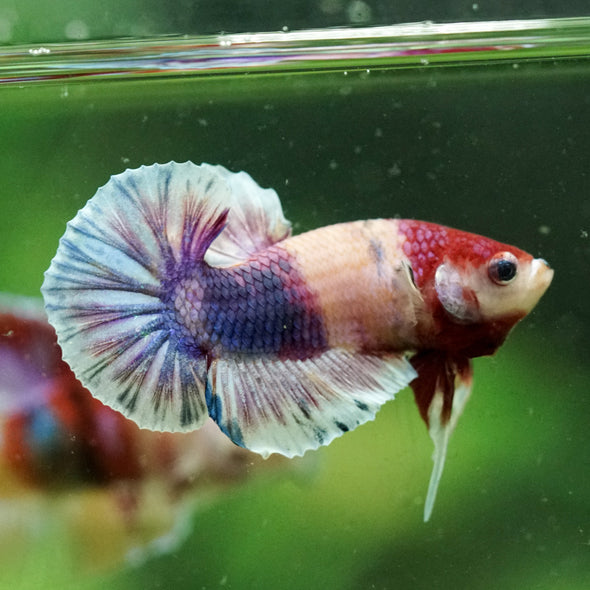 Multicolor/Galaxy Koi Plakat -10 weeks Old