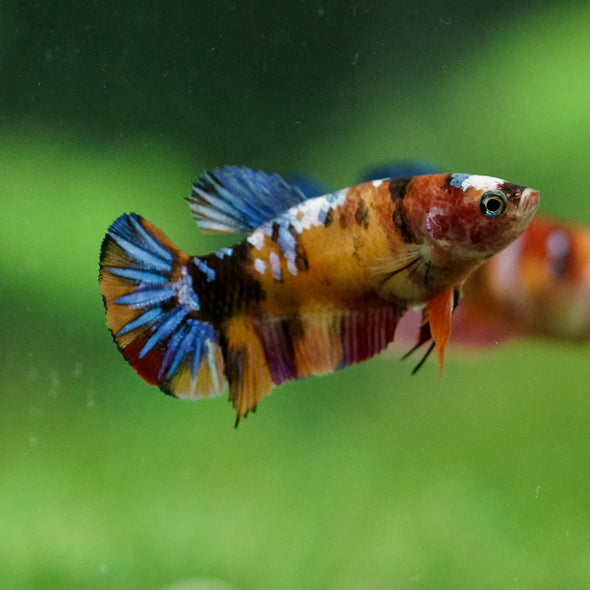 Multicolor/ Galaxy Koi Plakat- Female- 13 Weeks Old
