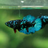 Black Galaxy Koi Plakat (Avatar) - Female- 13 Weeks Old