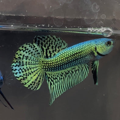 Green alien male- Customer’s request