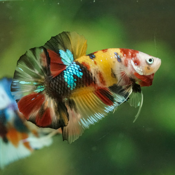 Multicolor/Galaxy Koi Plakat -16 weeks Old