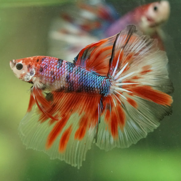 Galaxy/Candy Koi Halfmoon - 14 weeks old