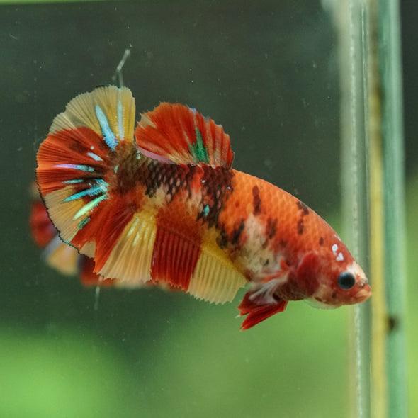 Multicolor/ Galaxy Koi Plakat- Female- 13 Weeks Old