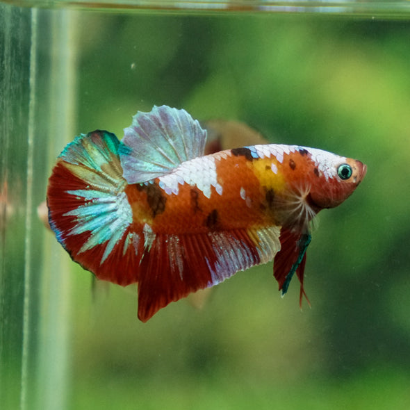 Multicolor/Galaxy Koi Plakat -13 weeks Old