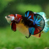 Multicolor/Galaxy Koi Plakat -16 weeks Old