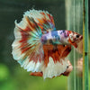 Galaxy/Candy Koi Halfmoon - 14 weeks old