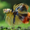 Galaxy/Candy Koi Halfmoon - 14 weeks old
