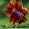 Galaxy/Candy Koi Halfmoon - 14 weeks old