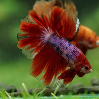 Galaxy/Candy Koi Halfmoon - 14 weeks old