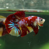 Multicolor/Galaxy Koi Plakat -16 weeks Old
