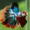 Galaxy/Candy Koi Halfmoon - 14 weeks old