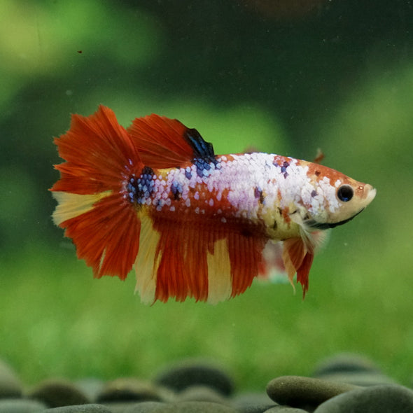 Multicolor/ Galaxy Koi Halfmoon- Female- 13 Weeks Old