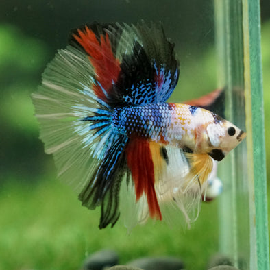 Galaxy/Candy Koi Halfmoon - 13 weeks old