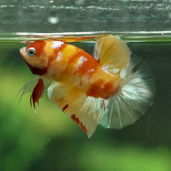 Multicolor/Galaxy Koi Plakat -11 weeks Old