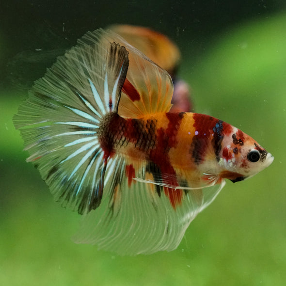 Galaxy/Candy Koi Halfmoon - 14 weeks old