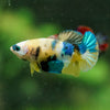 Multicolor/ Galaxy Koi Plakat- Female- 13 Weeks Old
