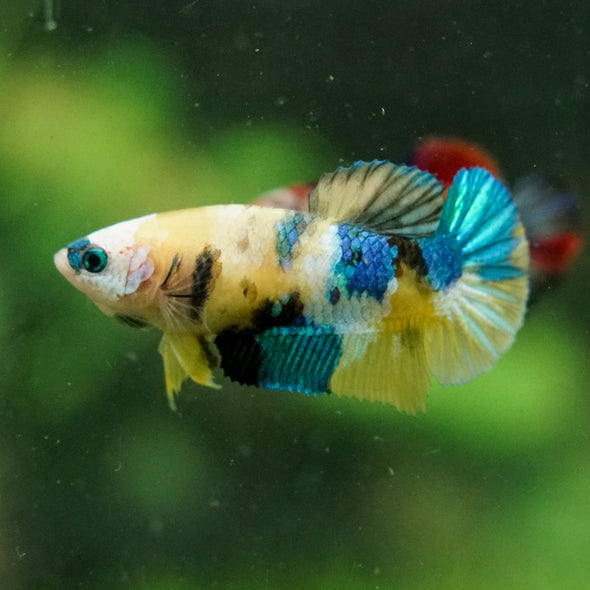 Multicolor/ Galaxy Koi Plakat- Female- 13 Weeks Old