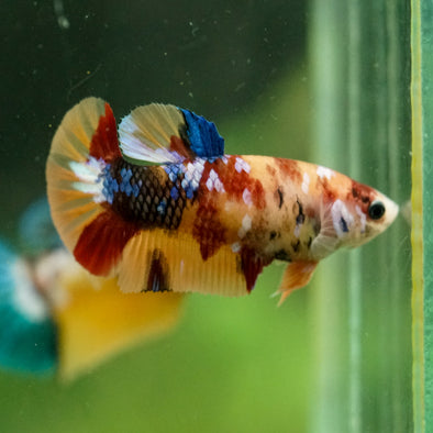 Multicolor/ Galaxy Koi Plakat- Female- 13 Weeks Old