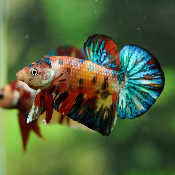 Multicolor/Galaxy Koi Plakat -16 weeks Old