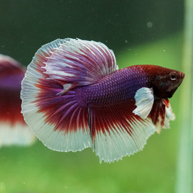 Dumbo Halfmoon - 11 weeks old