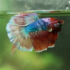 Galaxy/Candy Koi Halfmoon - 14 weeks old