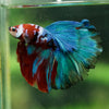 Galaxy/Candy Koi Halfmoon - 14 weeks old