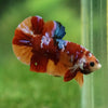 Multicolor/Galaxy Koi Plakat -13 weeks Old