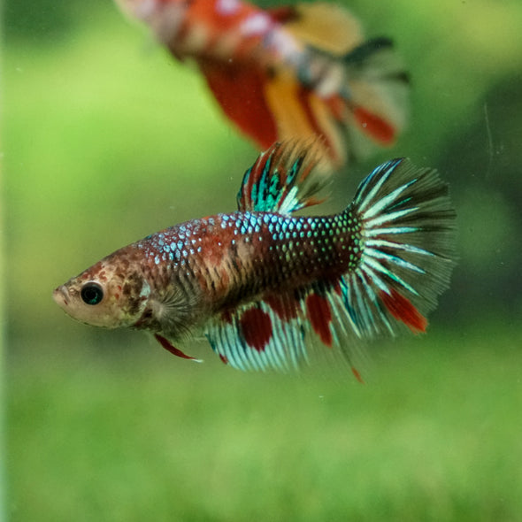 Multicolor/ Galaxy Koi Halfmoon - Female- 13 Weeks Old