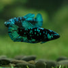 Black Galaxy Koi Plakat (Avatar) - Female- 13 Weeks Old