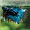 Black Base Galaxy Koi Halfmoon (Avatar) - 14 weeks old