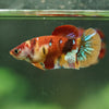 Multicolor/ Galaxy Koi Plakat- Female- 13 Weeks Old